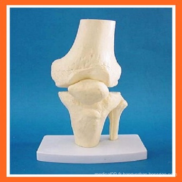 Modèle de squelette articulaire de genou de simulation de genou pour l&#39;enseignement médical